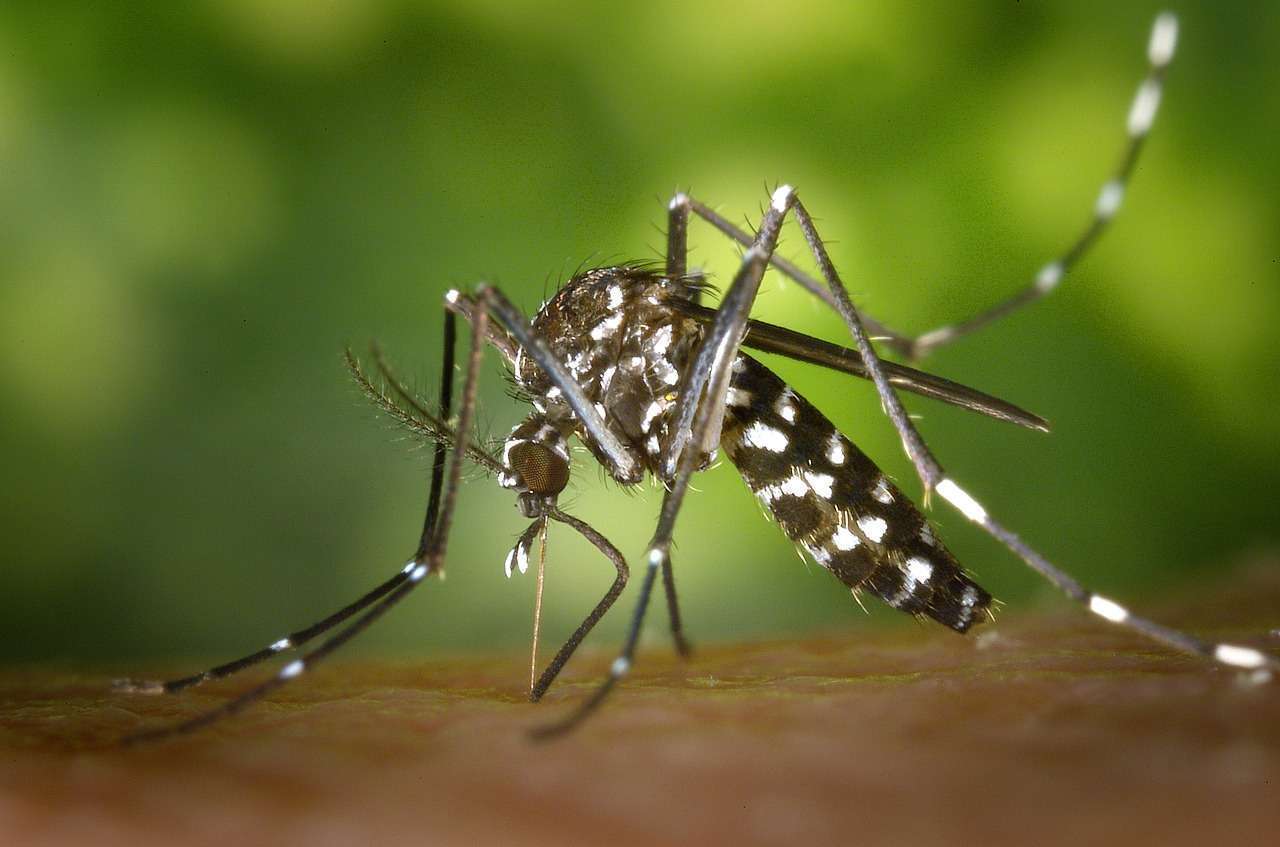 Aedes aegypti