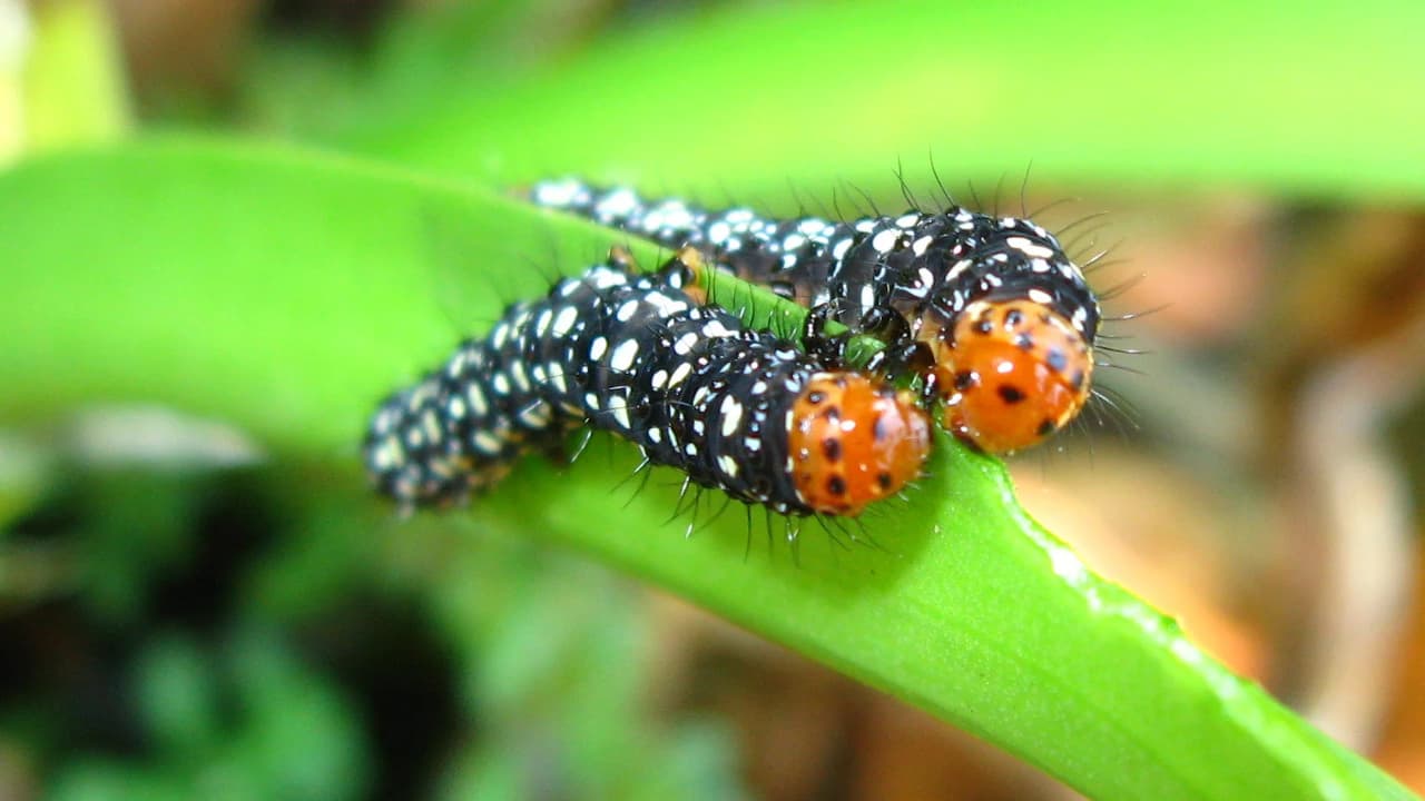 Lagartas