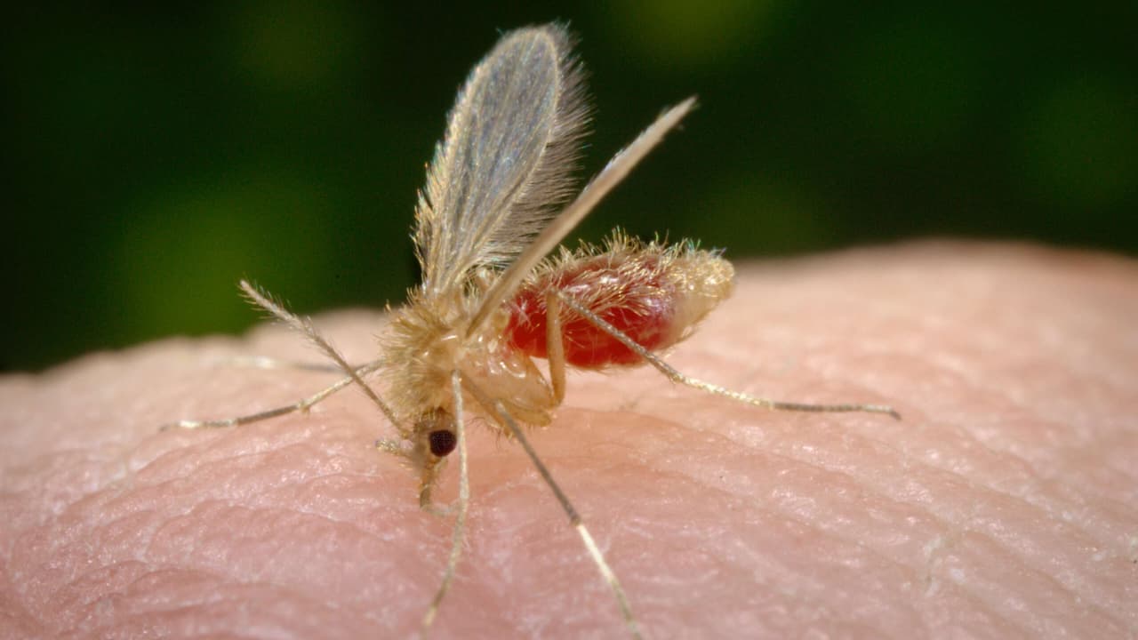 Mosquito Palha
